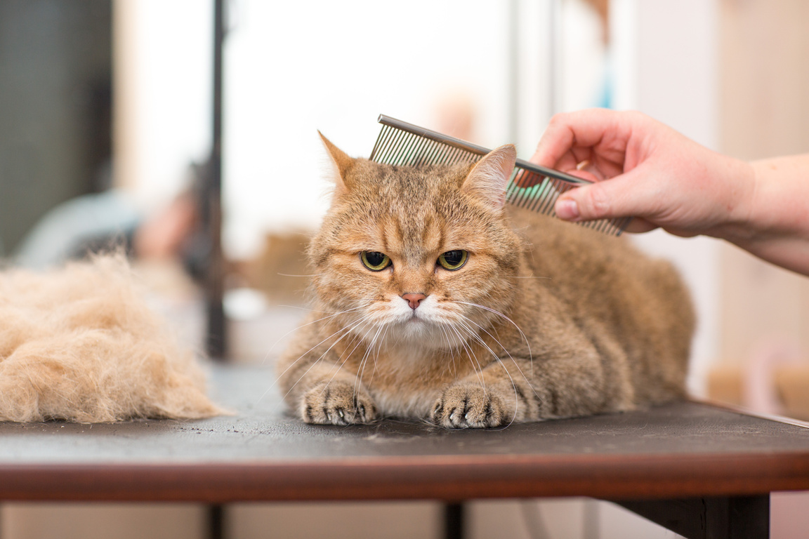 Cat and Pet Grooming in Beauty Salon.