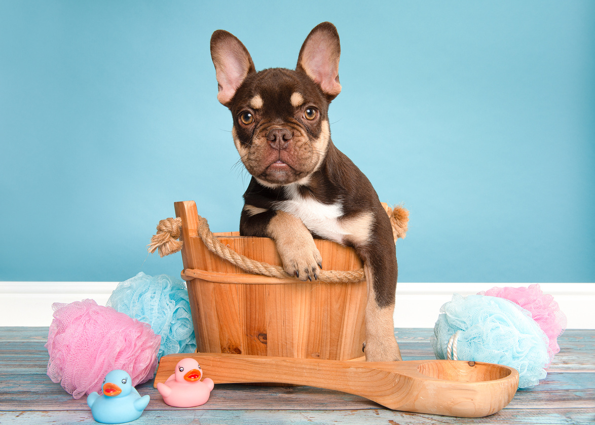 French Bulldog in a Wooden Bathtub on a Blue Background