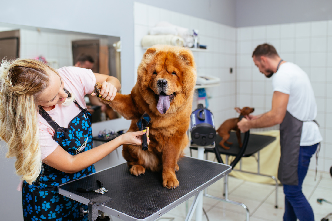 Grooming salon