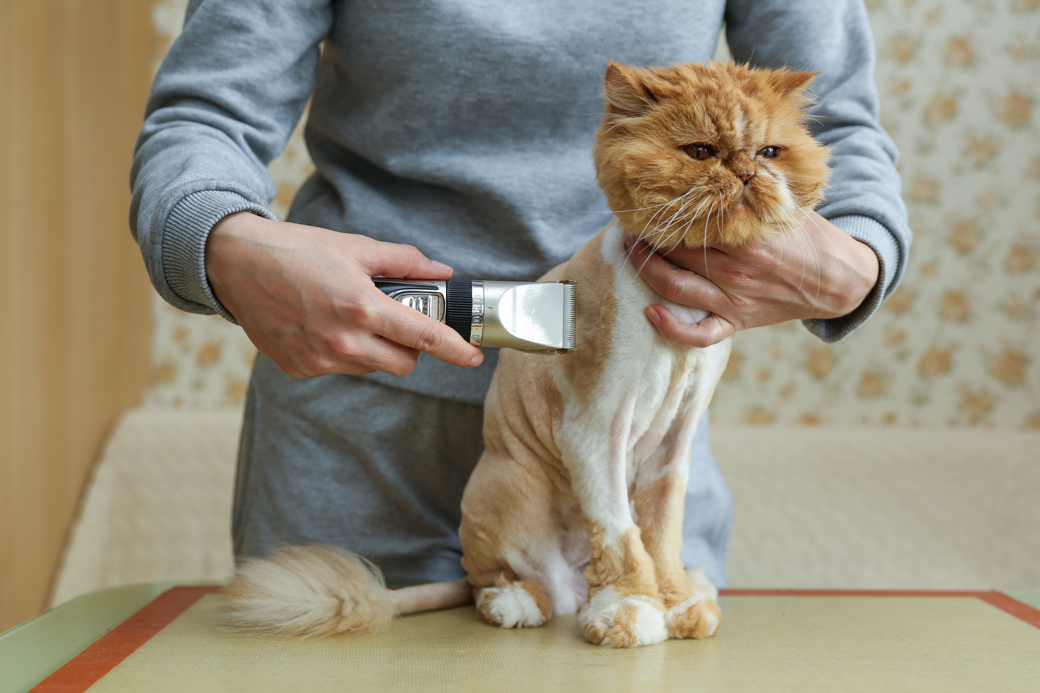cat grooming close up.