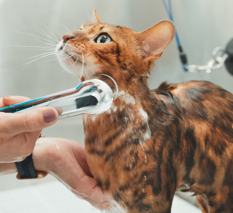 Woman washing cat in grooming salon. Cat bathing.