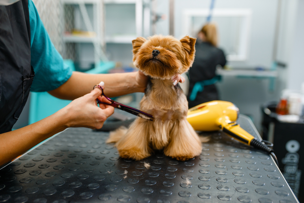 Female Groomer with Scissors Cuts Hair of Cute Dog